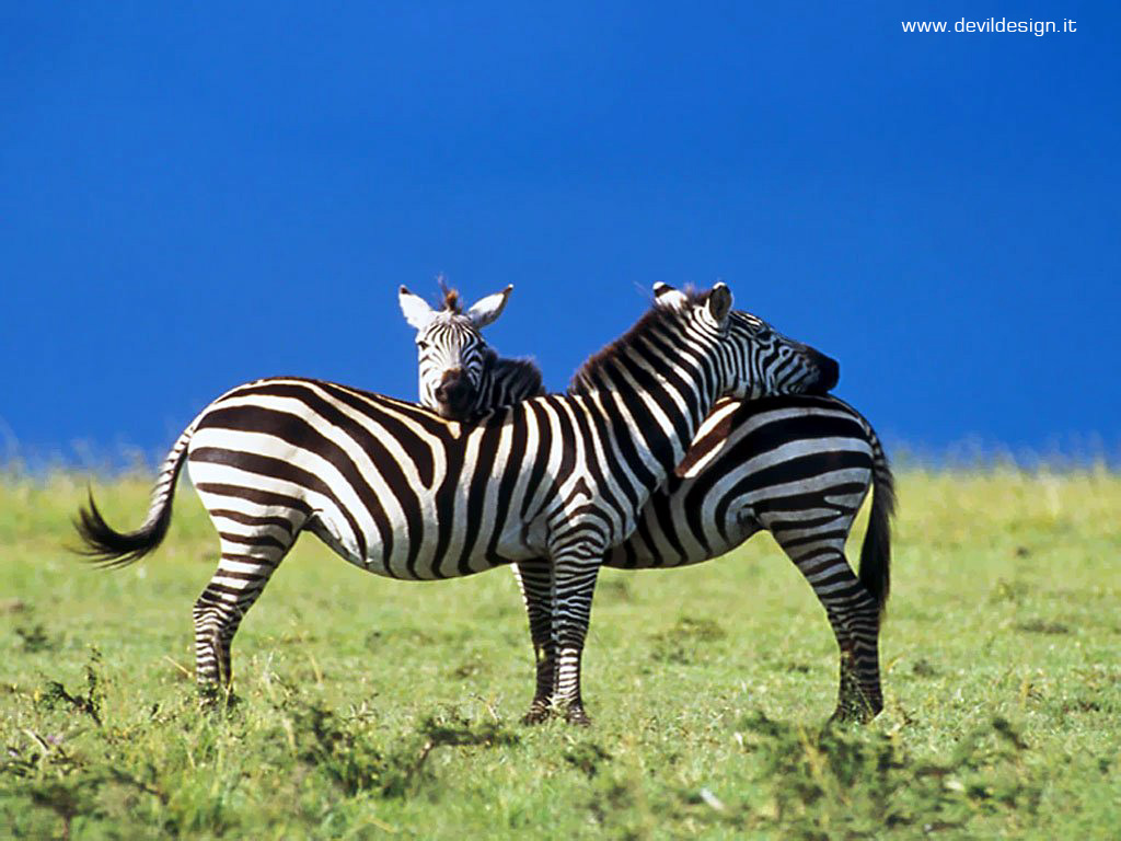 zebre1 copia